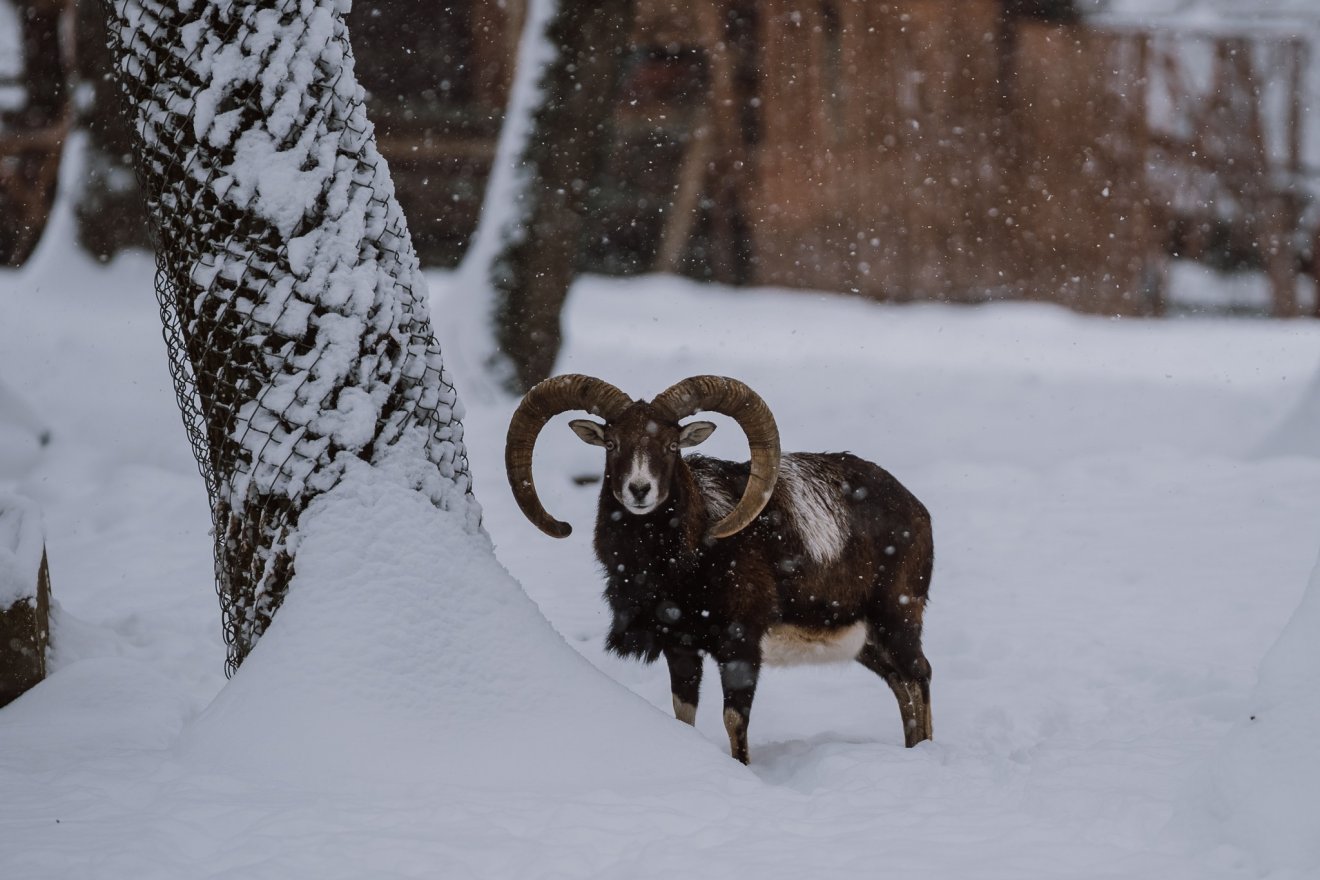 &bullet;  Fotó: Marosvásárhelyi polgármetseri hivatal