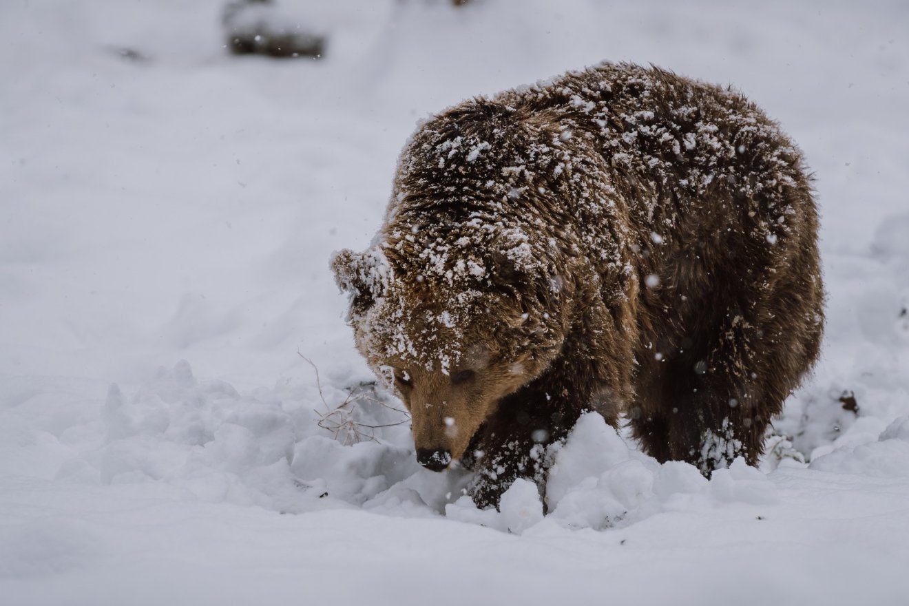 A medvék itt nem alszanak téli álmot &bullet;  Fotó: Marosvásárhelyi polgármetseri hivatal
