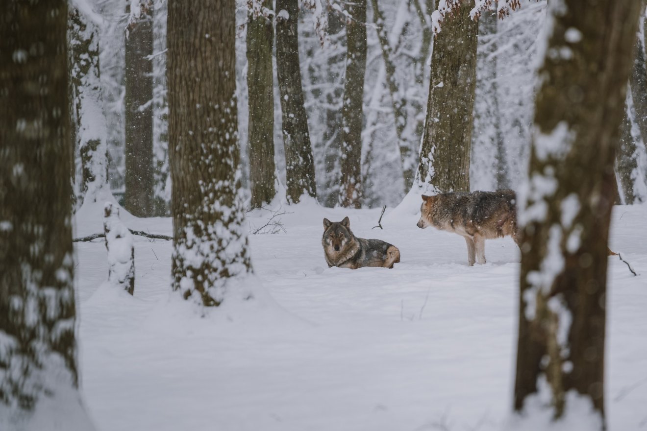 A farkasok nem olvadnak be a tájba &bullet;  Fotó: Marosvásárhelyi polgármetseri hivatal