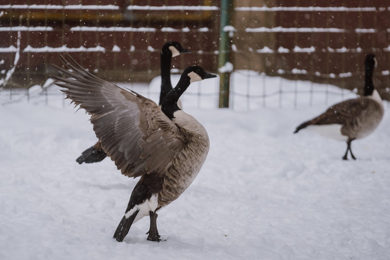&bullet;  Fotó: Marosvásárhelyi polgármetseri hivatal