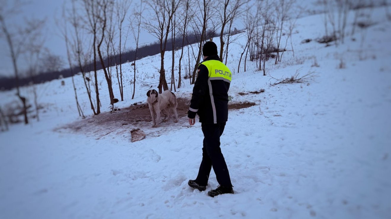 Nem szabad megkötve tartani a kutyát, ha nincs fedett menedéke • Fotó: Maros megyei rendőrség