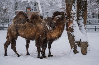 Akik a kinti fagyban érzik jól magukat – tél a marosvásárhelyi állatkertben
