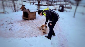 Fagy és felelősség: kötelezettségek és tanácsok a téli állatvédelemhez