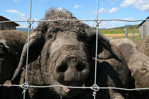 Románia egyetlen mangalica farmja