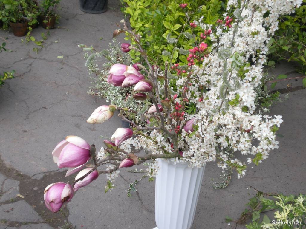 • Fotó: Fancsali Attila