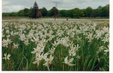 Drágán megfizetnek a nárciszt törvénytelenül begyűjtők