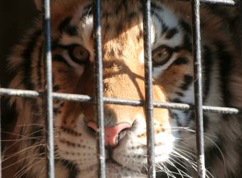Bedugta a lábát a tigris ketrecébe, és ami azután következett...
