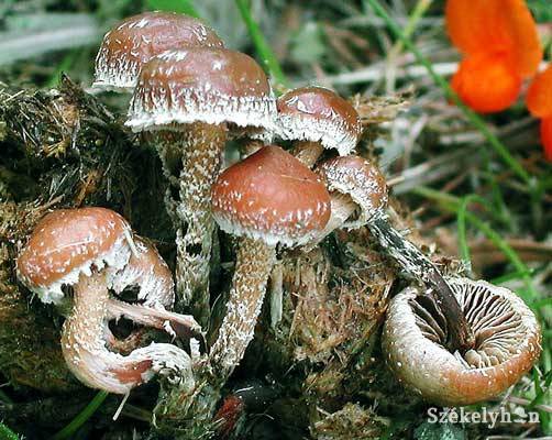 &bullet;  Fotó: illusztráció