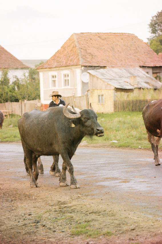 Nyárád menti bivalyidő