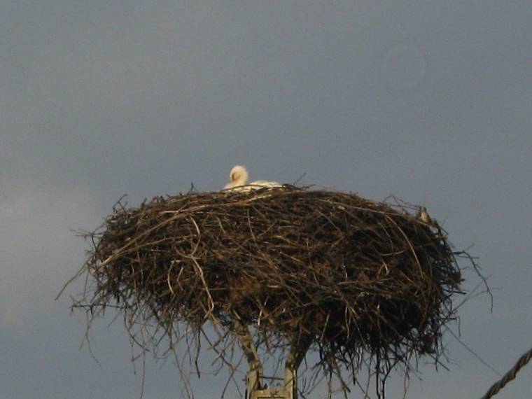 Megjöttek a gólyák Nyárád mentére is