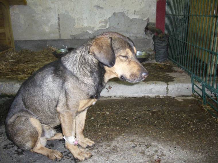 Alkotmányellenes kóborkutyatörvény