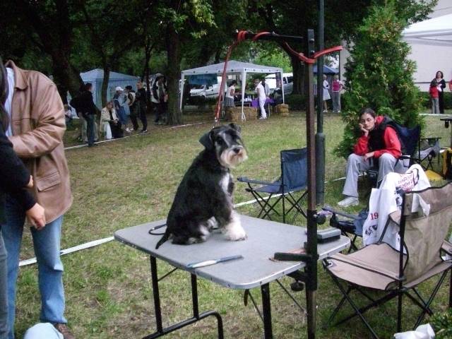 Kutyakiállítás a hétvégén Marosvásárhelyen