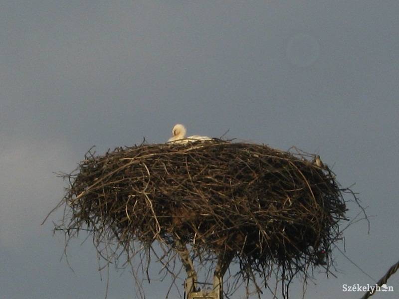 •  Fotó: Gligor Róbert László