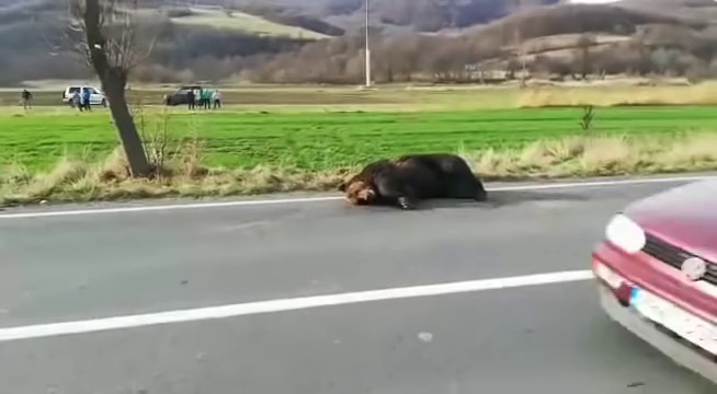 Elgázoltak egy medvét Parajd kijáratánál