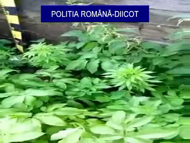 Drogfogás Háromszéken