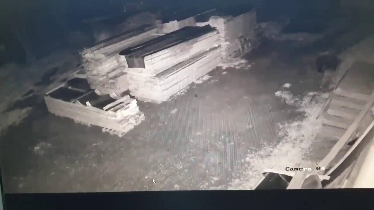 Így hurcol és öl meg egy juhot a medve Csíkcsomortánban