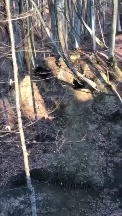 Videó a medvéről és a támadás helyszínéről