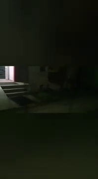 Üzletnél járt a medve, hiába kergették el, visszatért