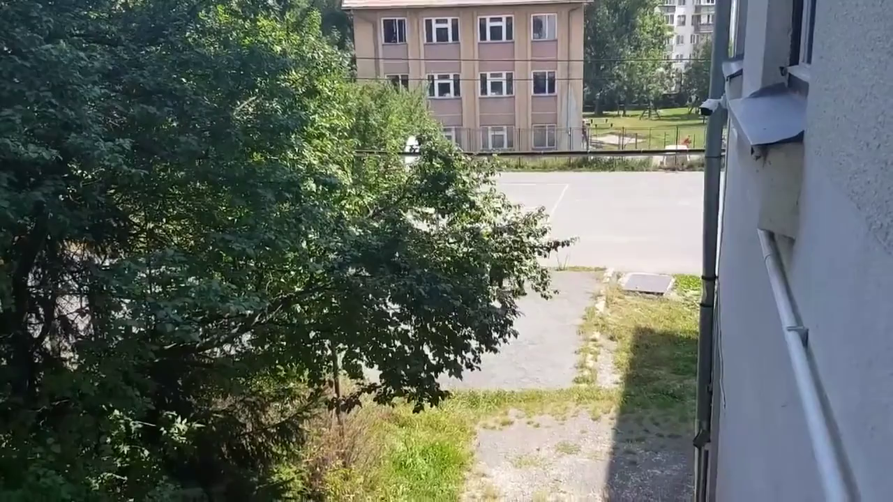 Medvekilövés Csíkszeredában