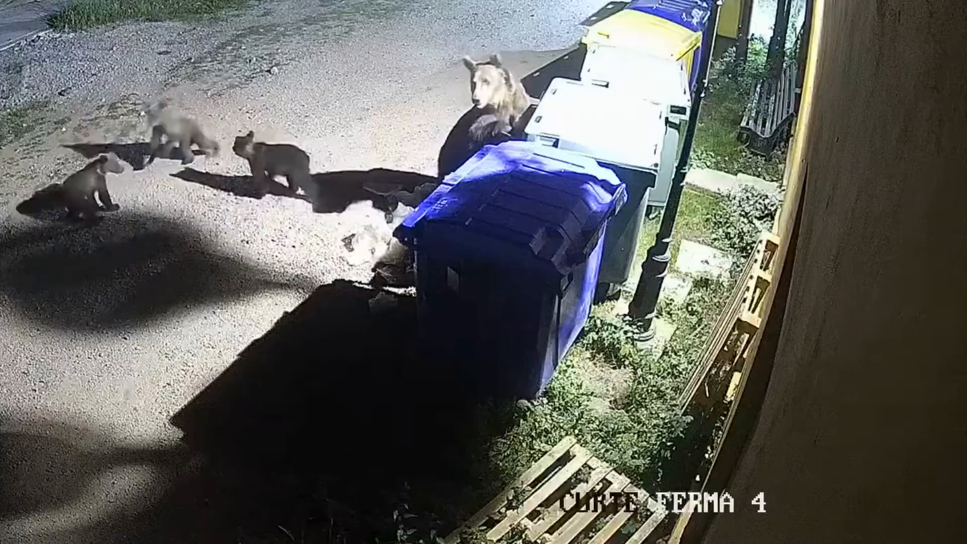 Hárombocsos anyamedve látogatott az állatkertbe