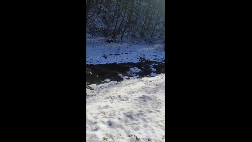 Szabadon engedték a befogott medvebocsot