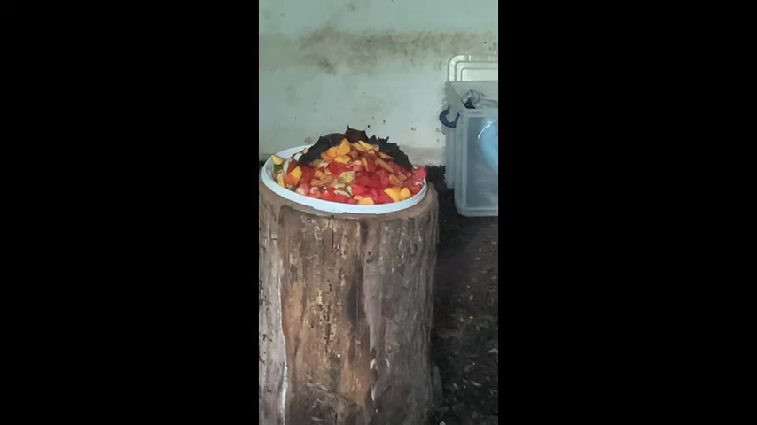 Édes gyümölccsel csalták ki a dobozból a denevéreket